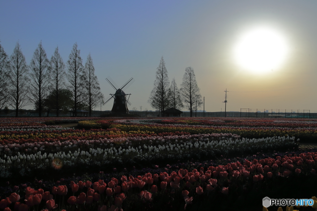 早朝の花畑