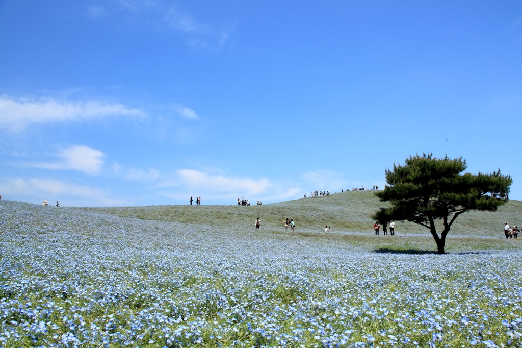 みはらしの丘ー初夏の空ー