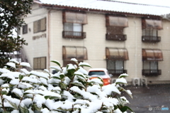 ❜19 二度目の雪～山茶花