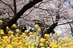 シャトー・カミヤ 桜まつり 2016
