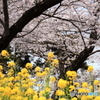 シャトー・カミヤ 桜まつり 2016