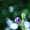 いまだ、蕾