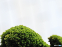 苔のむすまで・・・