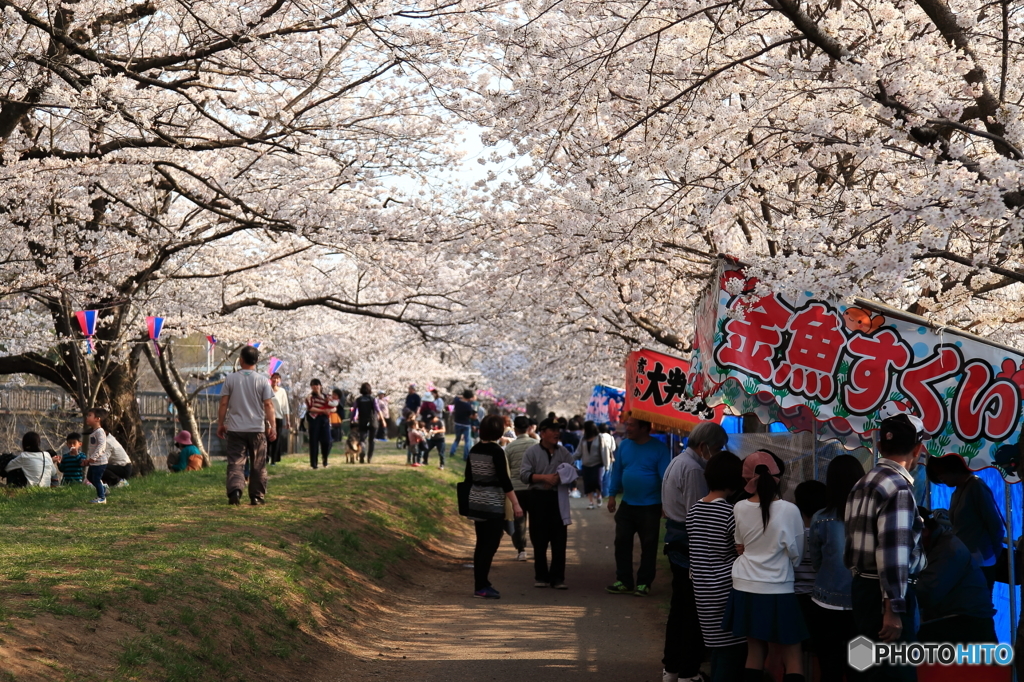 福岡堰の桜 ～ さくら祭り ～