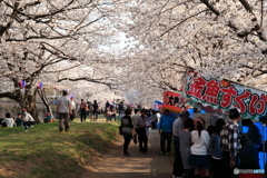 福岡堰の桜 ～ さくら祭り ～