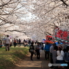 福岡堰の桜 ～ さくら祭り ～
