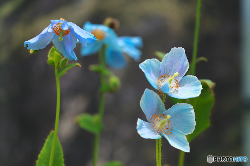 幻の花・メコノプシスⅠ