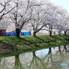 福岡堰の桜 ～ 水面桜 ～