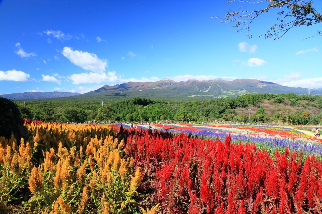 鶏頭と那須連山