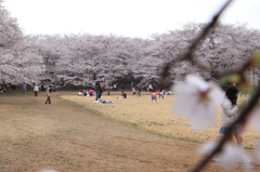 花よりメール！