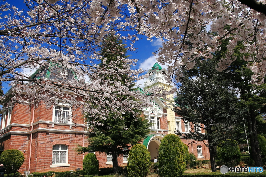 牛久シャトーの桜 Ⅱ