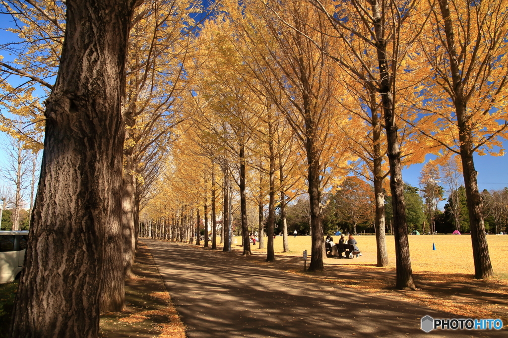 公園の秋 - 銀杏並木 -
