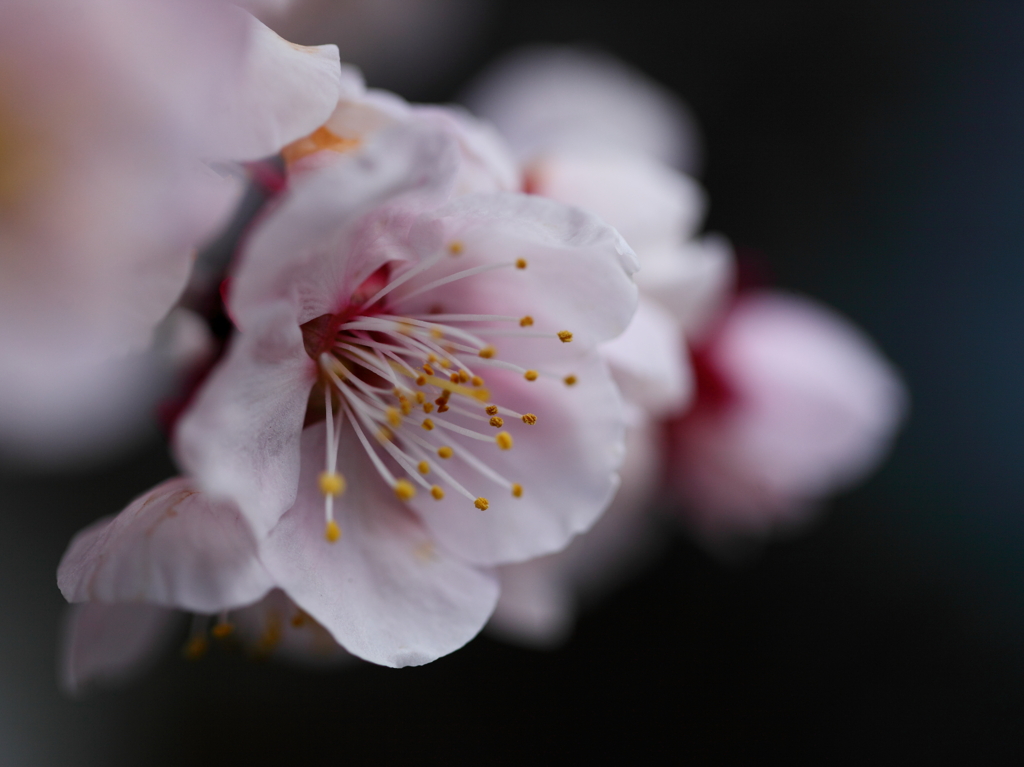 さくらいろの梅✿
