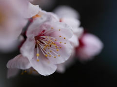 さくらいろの梅✿