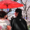 幸せ満開、花満開✿✿
