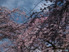 般若院・しだれざくらⅡ