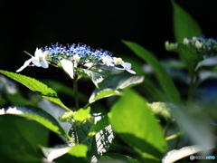 木洩れ日の中で