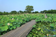 利根親水公園