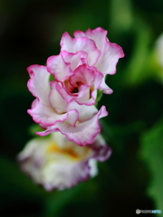 名の知らぬ花