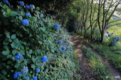 紫陽花の小径