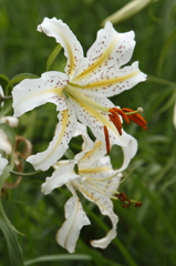 山百合