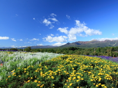 マリーゴールドと那須連山