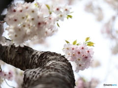 公園の春