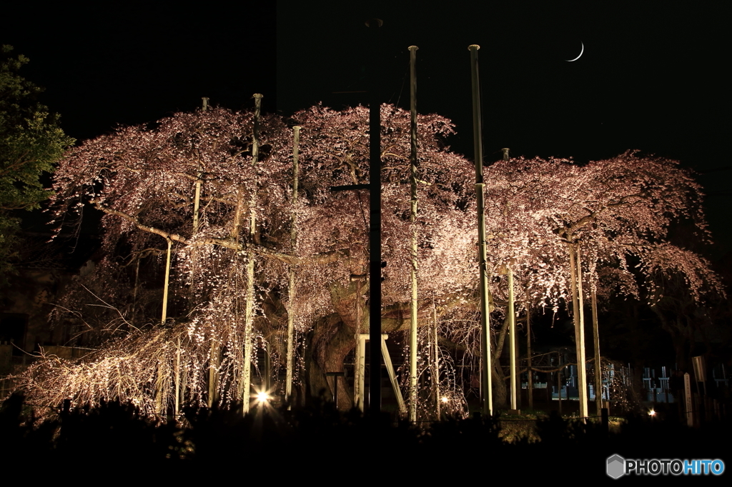 夜桜+三日月＝合成写真