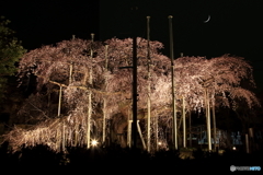 夜桜+三日月＝合成写真