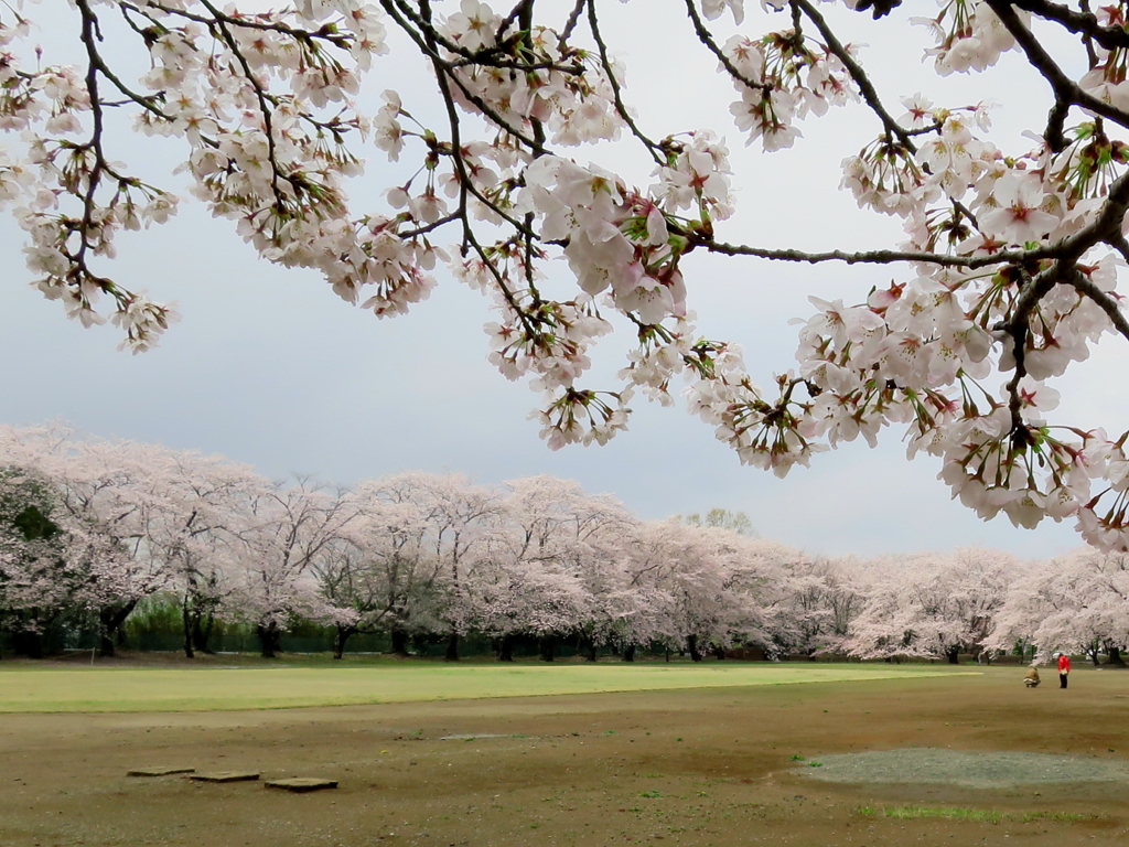 近隣桜名所めぐり 《 愛国学園 》