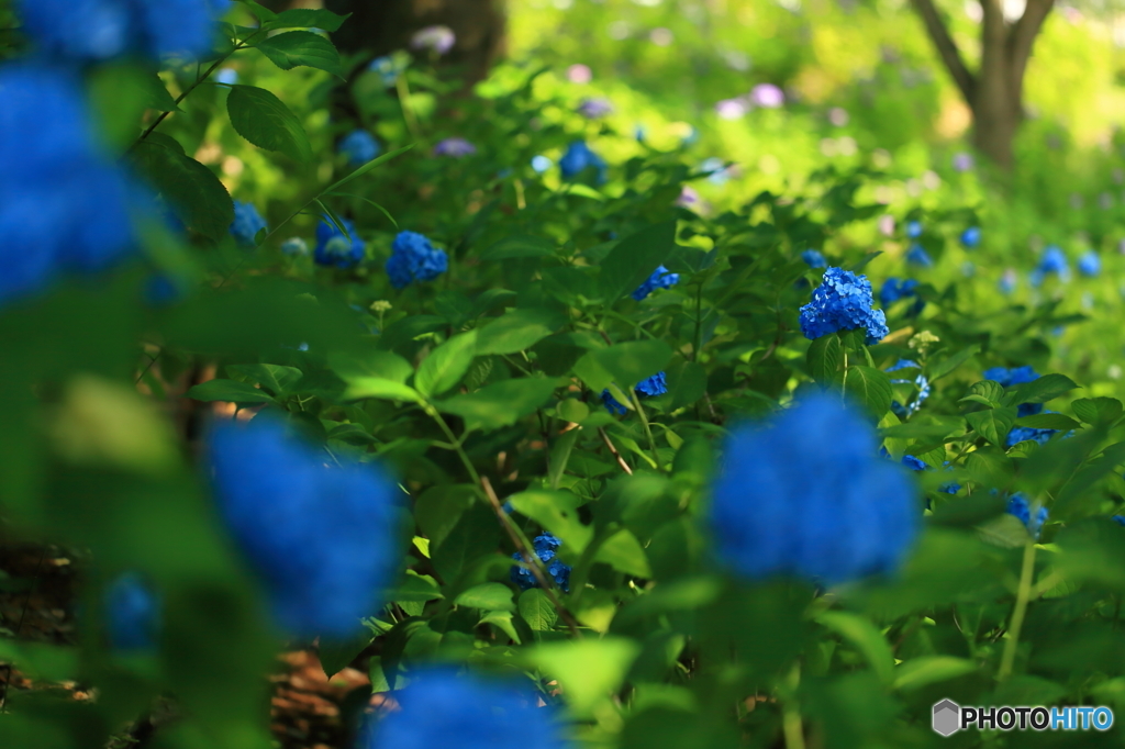 牛久浄苑・紫陽花園