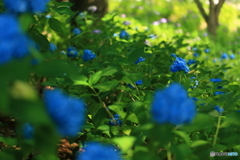 牛久浄苑・紫陽花園