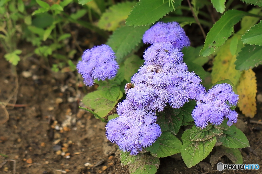 水辺公園に咲く花