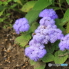水辺公園に咲く花