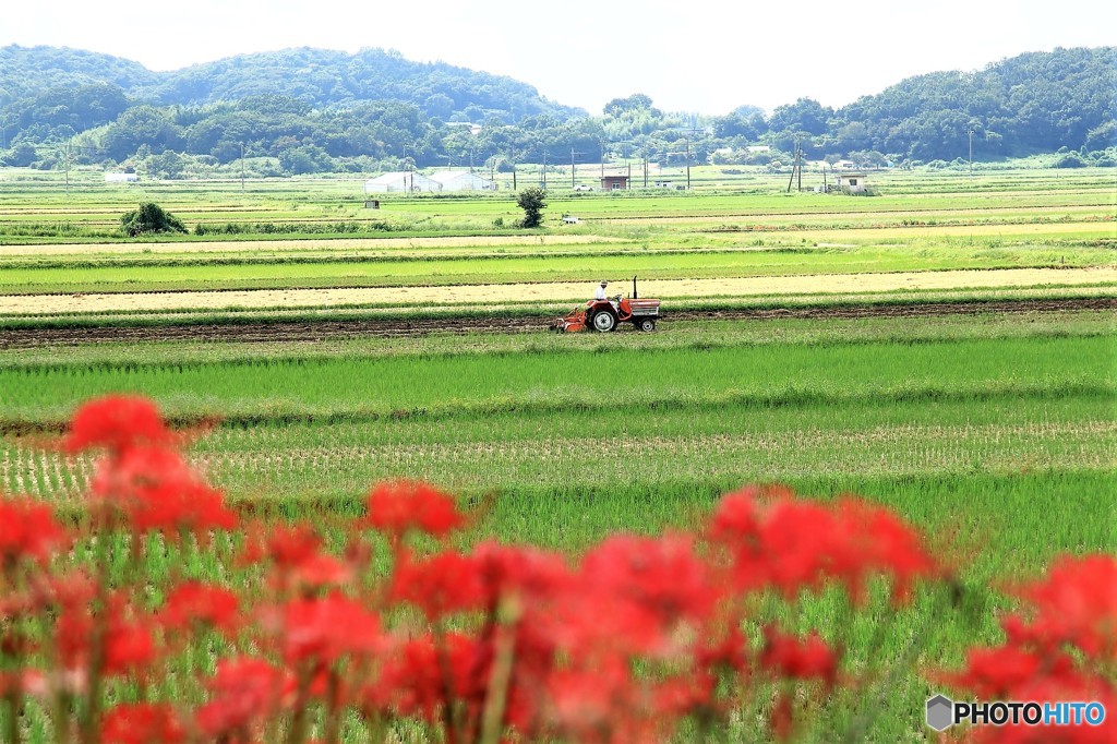 筑波山麓・田園風景Ⅱ