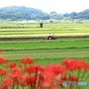 筑波山麓・田園風景Ⅱ