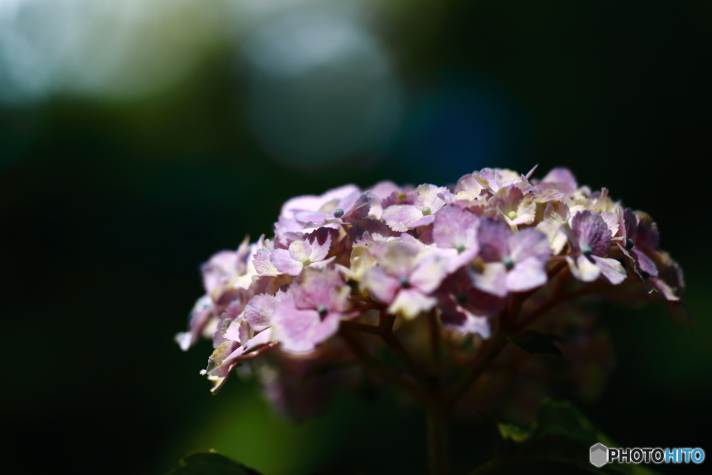 牛久浄苑・紫陽花Ⅲ