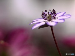少年時代の希望