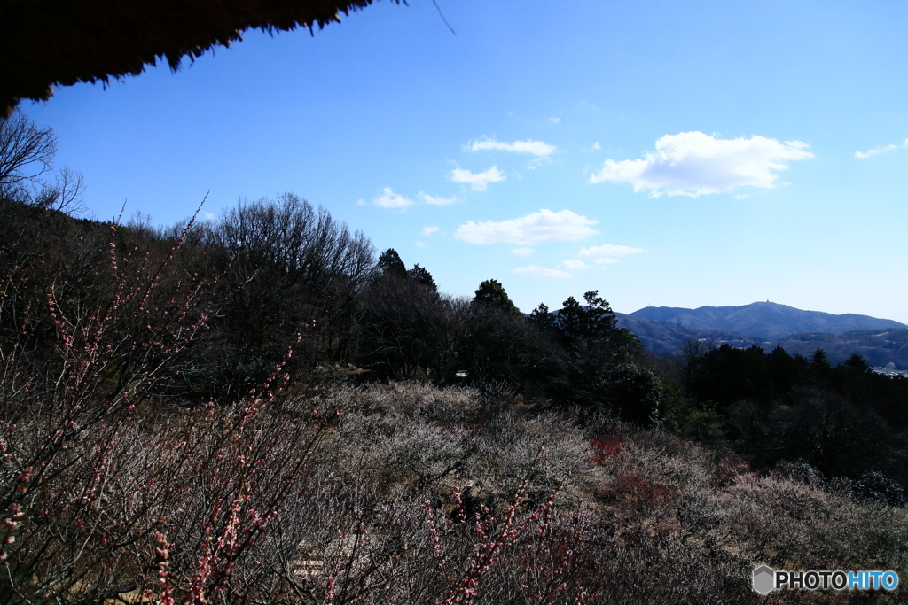 筑波山梅林 Ⅱ