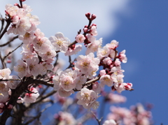 さくらいろの梅✿✿