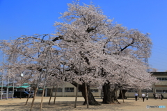 真鍋のサクラ