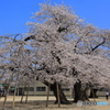 真鍋のサクラ