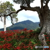 筑波山麓・大榎