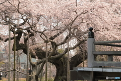 般若院 ～ 長寿の桜 ～
