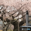 般若院 ～ 長寿の桜 ～