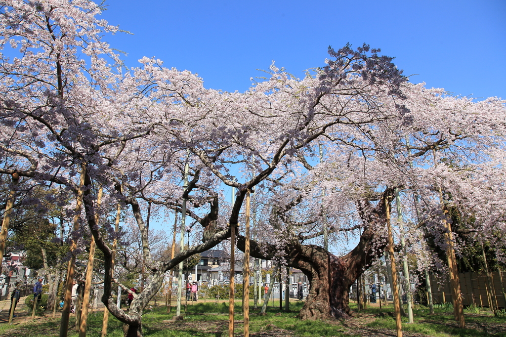 般若院・枝垂桜