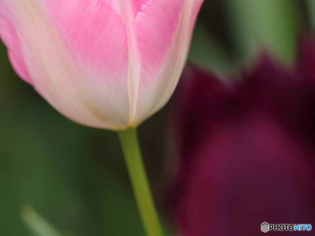 愛の芽生えⅠ