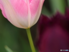 愛の芽生えⅠ
