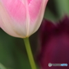 愛の芽生えⅠ