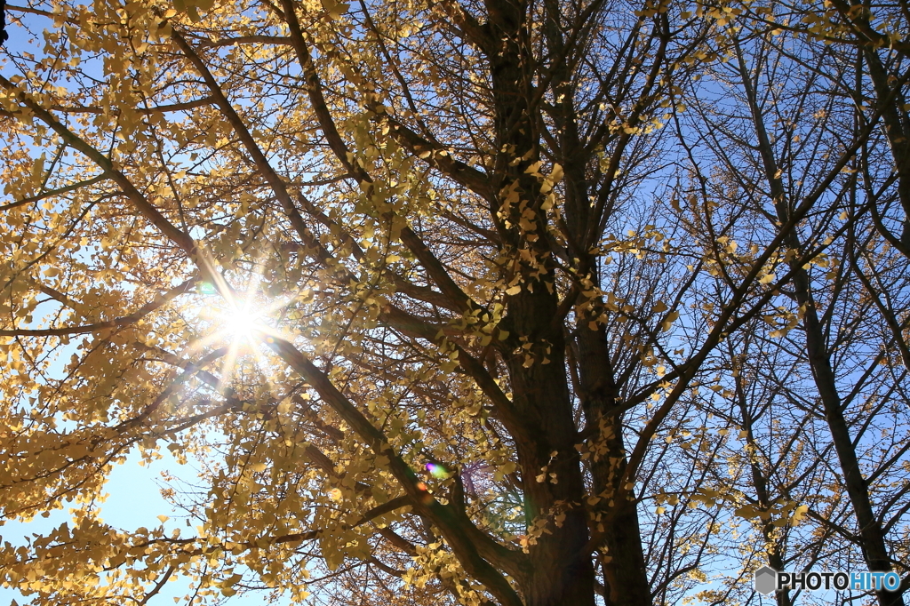 公園の秋 - 光芒 -